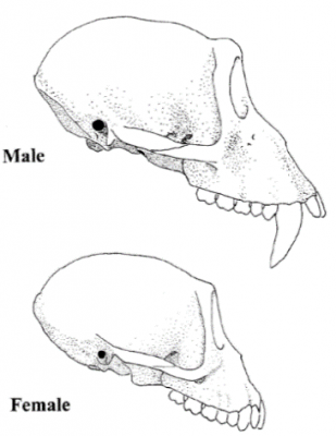 Figure 4: An example of sexually dimorphic canines in Macaques. Image: Plavcan 2001, 27.